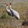 Bharatpur 3